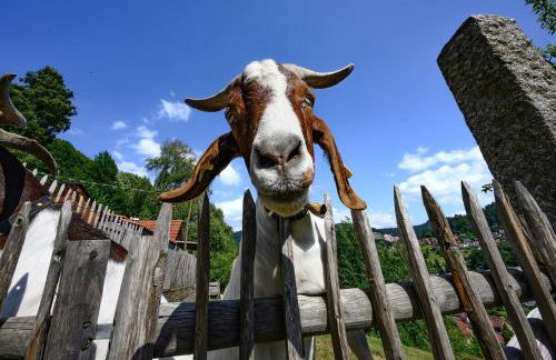 Ferienhaus Ottenhöfen - Sauna | Hot Tub - Foto 43
