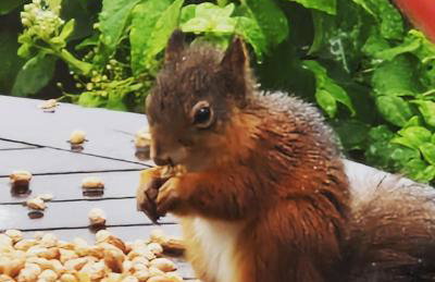 Fyne Byre Cottage - Barn Conversion with Hot Tub - Foto 48