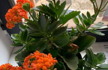 La Maison Clémenso - Foto 7