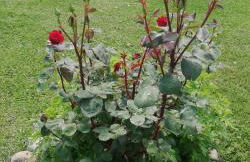 Agriturismo Collomici - Foto 31