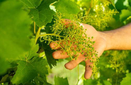 Relais La Dolce Vite - Foto 148