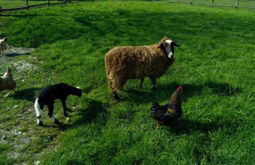 eco nature, gite à la ferme - Foto 16