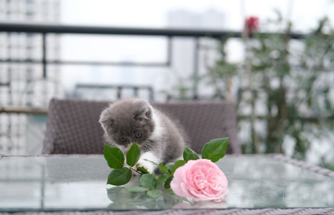 The Bloom Ha Noi - Foto 47