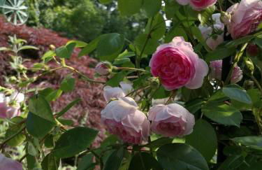 Charmante Ferienwohnung 3 Zimmer Kueche Bad zentrale Lage - Foto 17