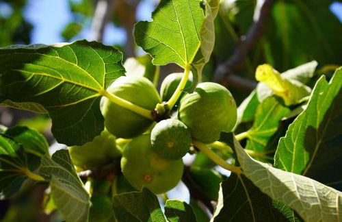 Masseria Pezze Galere Piscina privata - Foto 61