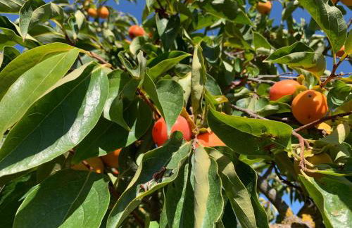 Villa Santa Lucia - Foto 40