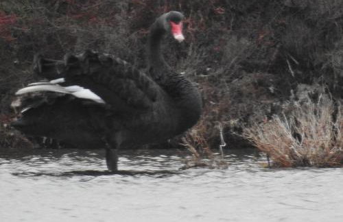 Entre mer et collines Appartement T2 - Foto 34