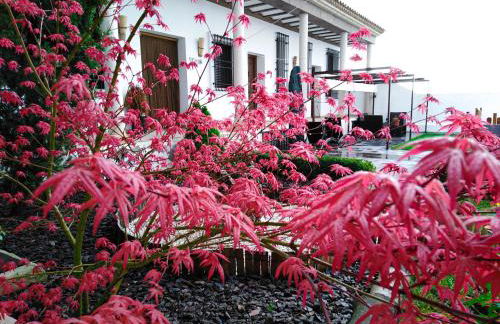 Insula Barataria - Foto 8