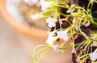 casa Diana - Foto 43