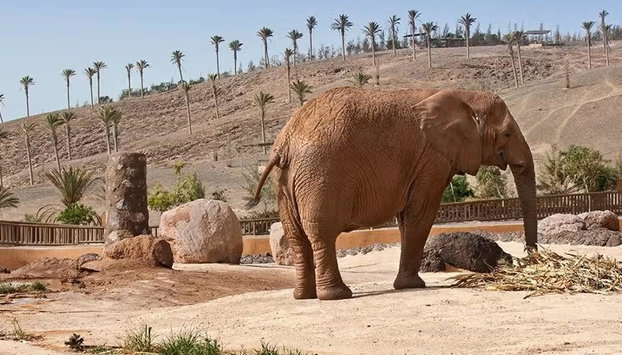 Oasis Wildlife Fuerteventura - Foto 2