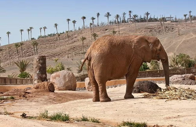 Oasis Wildlife Strongventura - Photo 2