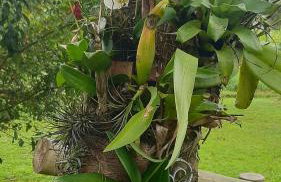 Rancho Esperança, pouso e comida a lenha - Foto 27