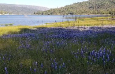 Beautiful Pet-Friendly Spacious Lodge near Yosemite & Lakes 12 Beds 6 BR up to 16 people - Foto 49