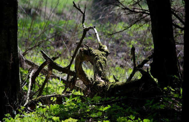 Doppelhaushalfte in Hasselfelde - Foto 18