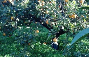 Agriturismo I GELSI - Photo 7