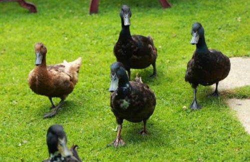 Strongate Cottage Rural Retreat - near Bridport & Jurassic Coastline - Photo 28