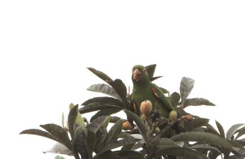 Casinha Charmosa & Rústica - Foto 7