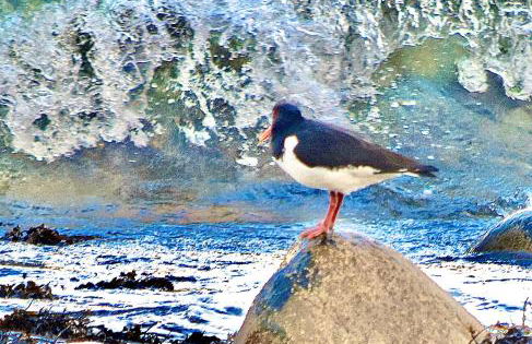 Linnhe Apartment, Kinlochlaich House - Foto 29