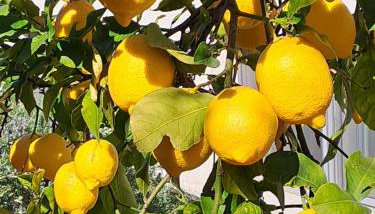 Abelia, two terraces, hot tub, free parking - Foto 5, Garden