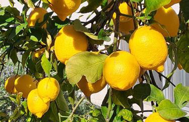 Abelia, two terraces, hot tub, free parking - Foto 5