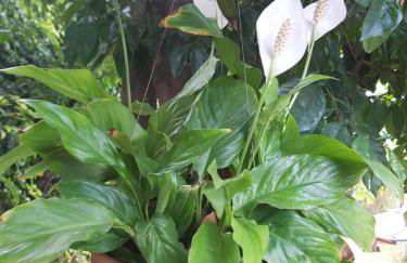 Holidays Tenerife breakfast inclusive wifi pool fr - Foto 42