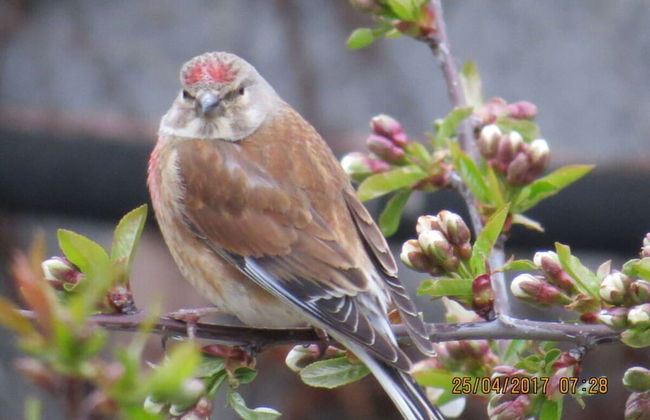 Csilla Comfortable Holiday Residence - Foto 12