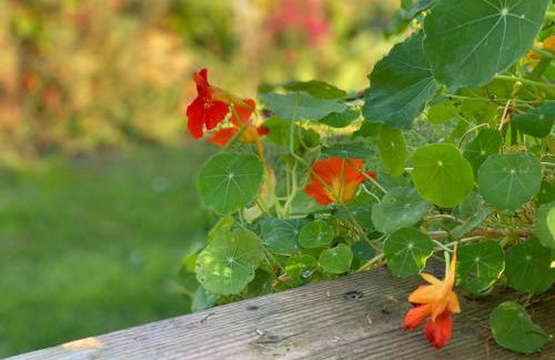 Ferienhaus Lebuser Land für bis zu 4 Personen mit 1300 qm Garten und Privatsauna, grandiosen Blick über die Oder, sonntags late check out bis 18 Uhr inklusive - Photo 40