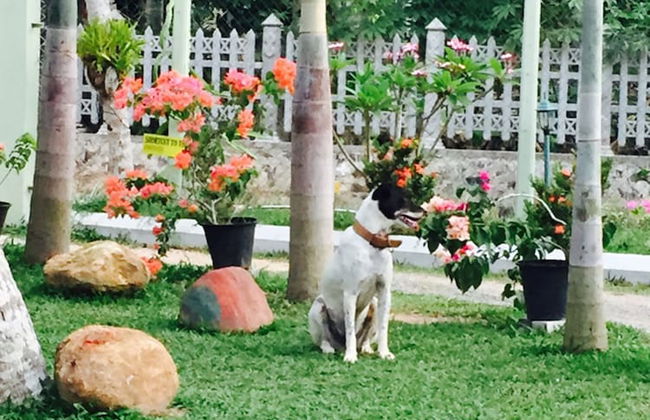 Peacock Villa - Photo 37