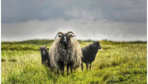 Küstenkännchen - Photo 5