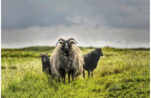 Küstenkännchen - Photo 5