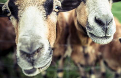 Zuhause bei ELLEN - Foto 24