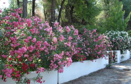 Sani villa of traditional architecture - Foto 46