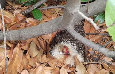 Cottoni Natural Space - Foto 37