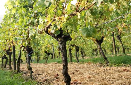 Weinhof Grosch - Foto 9