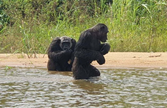 Excursion dans la réserve de Pongo-Songo - Photo 3