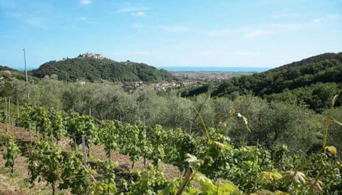 Agriturismo La Sarticola - Foto 4