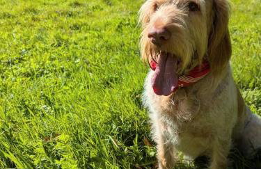 Little Buckley A peaceful family & dog-friendly retreat near Sidmouth - Foto 27