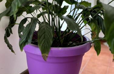 AT HOME Mogliano come a casa ma in vacanza - Photo 30