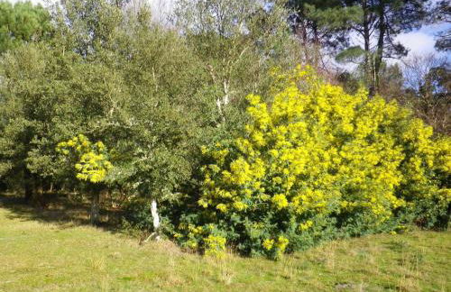 Maison chaleureuse à Vielle-Saint-Girons - Foto 15
