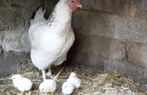 Ferienhof Jungkunz - Foto 10