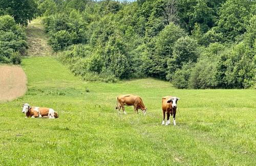 U Ewy pod Brzozami - Foto 61