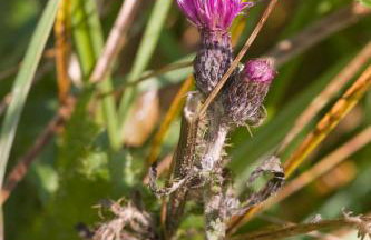 Agroturystyka Sominy - Foto 39