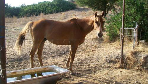 Agriturismo Farris Massimo - Foto 3