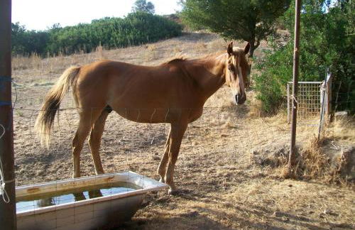 Agriturismo Farris Massimo - Foto 3