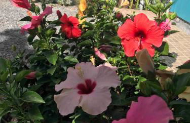 Rencanto Azul - Foto 29