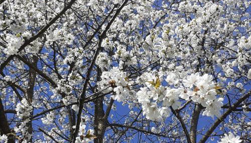Cascina Linét - Foto 2, Garden