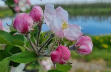 Fewo Obsthof Matthies - Foto 14