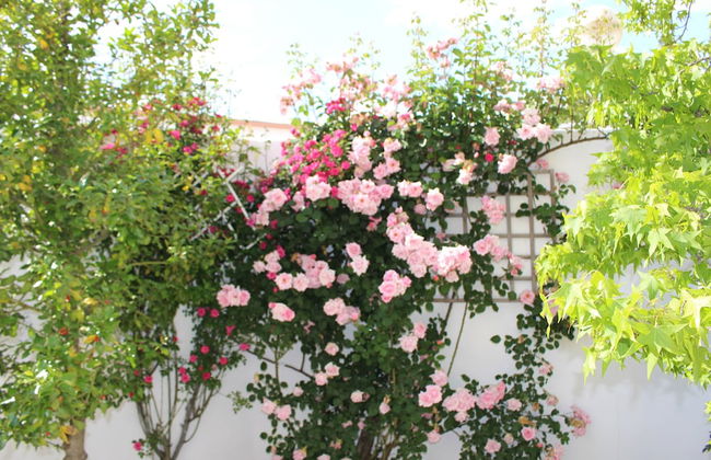 Villa Rural Campillo de Arenas - Foto 16