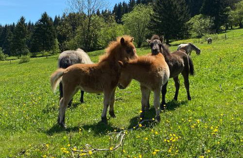 Ferienwohnung Tannenblick 2-2 3-4 - Photo 31