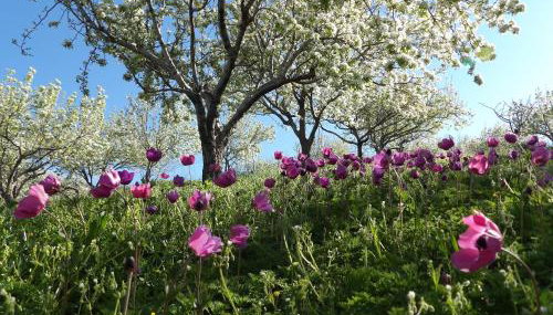 Arodamos Guesthouse - Foto 4